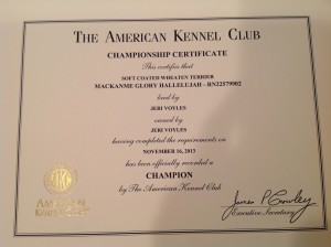 Halle AKC Champion Certificate