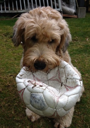 Barkley and His Ball