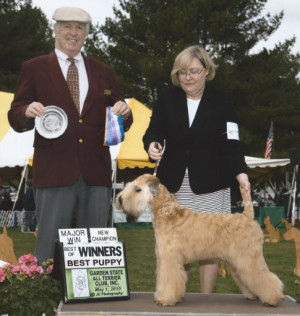 Josie ~ BOW ~ Garden State Terrier ~ New Champion!