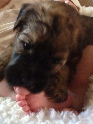 Puppy & Baby Toes