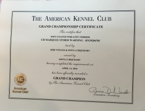 Grand Ch Certificate
