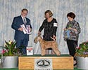 4/13/2018 - SCWTCNC Specialty / Northern California Terrier (Sacramento CA) - Red Tatro