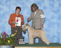4/ 9/09 - Northern California Terrier Assoc (Sacramento KC) - Lynne Myall