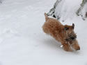 Teddy Runing in Snow