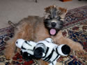 Teddy with a toy (4)